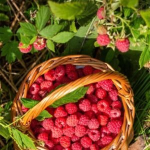 agricultura sostenible Granada